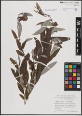 Foto von Salix caprea L. x Salix eleagnos Scop.